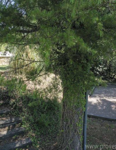 Un joli petit escalier en bois vous amène jusqu'au terrain de boules entouré d'arbres assurant la fraicheur et l'ombre pour les chaudes journée d'été. Dissimulée derrière les arbre on aperçoit la piscine et ses transats baigné de soleil pour des vacances sous le signe de la détente dans la location de vacances Les Gavottes au Revest des Brousses au cœur de la Provence.