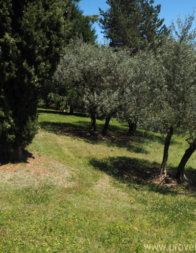 Le parc arboré avec les oliviers et les cèdres typique de la Provence, verdoyant et baigné de soleil pour des vacances apaisante dans la location Le Castellas à Manosque au cœur du Luberon.