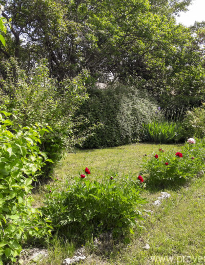 Le jardin verdoyant avec ses plantations fleuries, un écrin de verdure au coeur de Forcalquier pour la location de vacances Le Fontauris en Provence.