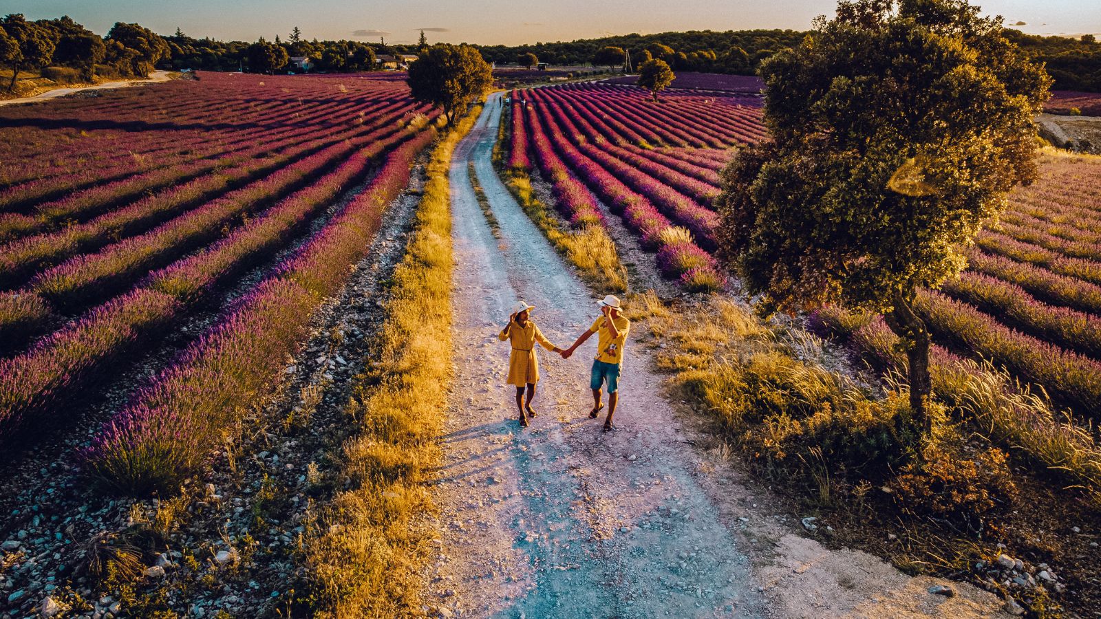 Promenade dans un champs de lavandes en fleur