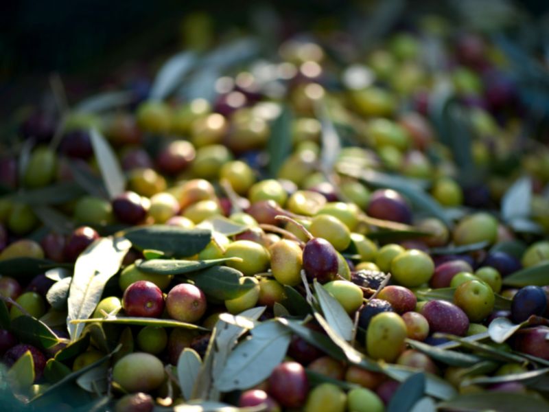 Les olives à déguster proche des Alpes-de-Haute-Provence