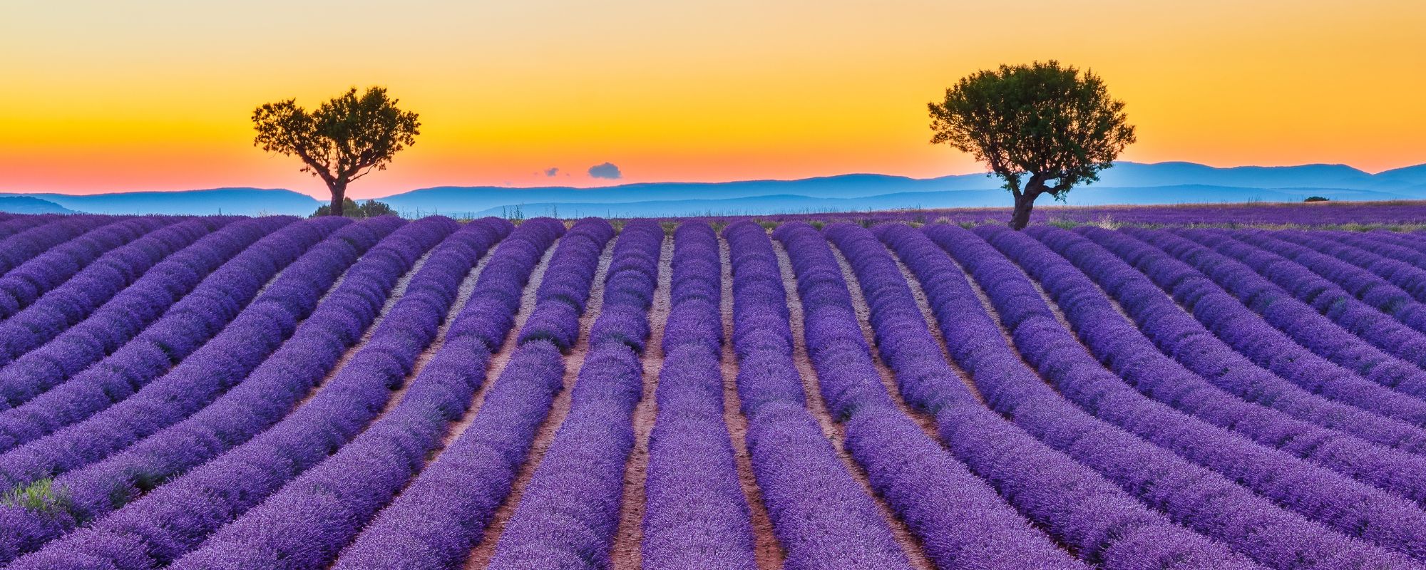 Champs de lavande en fleur à voir lors de vos vacances avec Provence Home Care