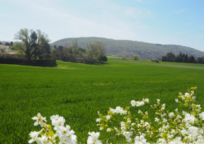 Champs verdoyant, vue sur montagne dans la cammpagne de Dauphin, maison gérée par l'agence Provence Home care