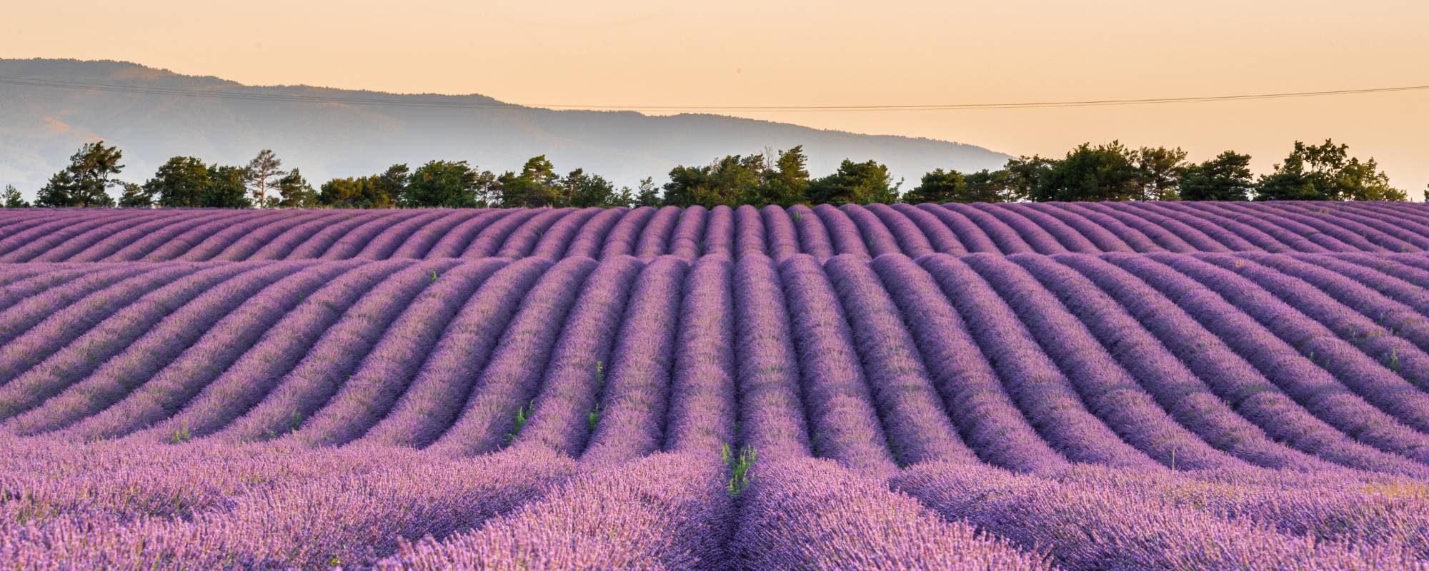 Un champ de lavandes dans les Alpes-de-Haute-Provence